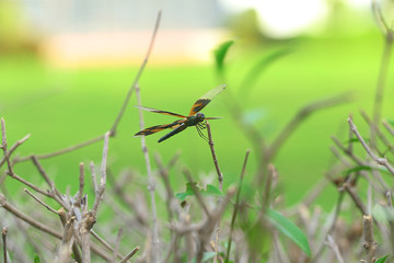 dragonfly on grass