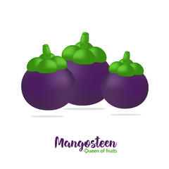 Fresh mangosteen isolated on white background,Queen of fruits,package and logo design collection,vector illustration