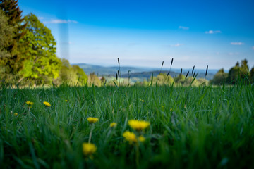 Spring mountain meadow with dandelions, Czech republic landscape