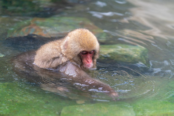Fototapeta premium 猿物語（地獄谷野猿公苑）露天風呂 長野県 日本