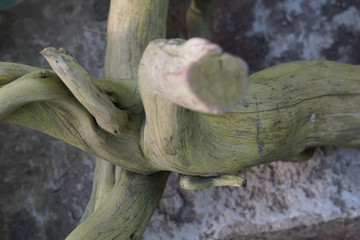 Close up of tree trunk.
