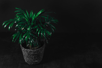 Front view of green plant in gray stone pot on dark textured table in front of dark wall background. Home decoration, side view, low key, dark photo. Home garden, decorative indoor evergreen plant