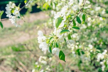 Blooming apple tree in the garden. Selective focus.