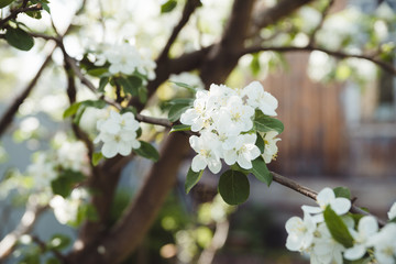 Blooming apple tree in the garden. Selective focus.