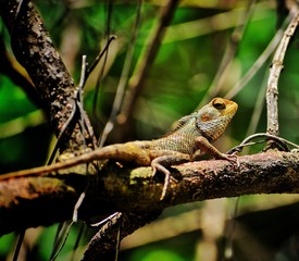 garden lizard on a tree