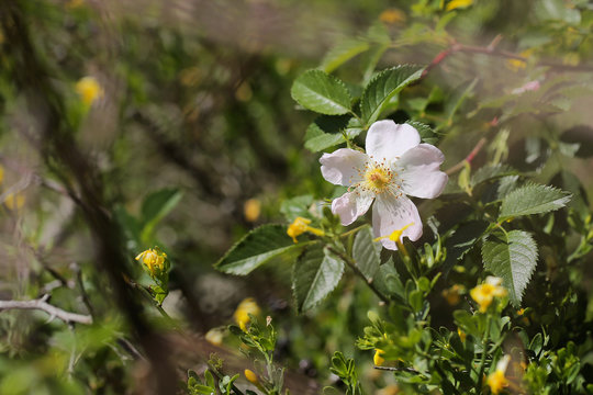 Berganemone Bilder Durchsuchen 3,523 Archivfotos, und