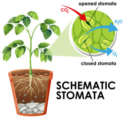 Diagram showing schematic stomata on white background