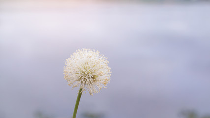 White Acacia flower or dandelion flower on a blurred background.