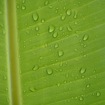 Water droplets on banana leaves.