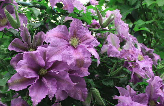 photo of pink climatis among green foliage