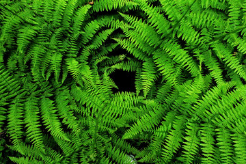 Green fern leaves closeup