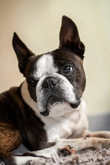 Boston dog looking at infinity at home in the foreground.