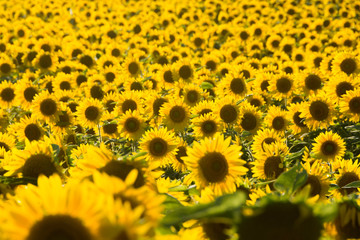 満開のヒマワリ畑