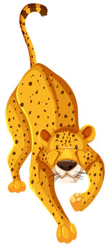 Isolated cheetah cartoon character