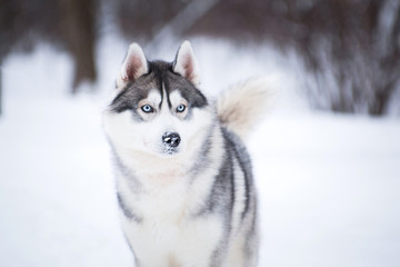 Husky dog in winter on the snow