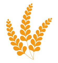 Spikelets of wheat or barley, crop grain vector