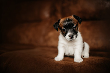 jack russell terrier puppy posing indoors on brown background