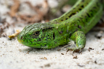 The sand lizard (Lacerta agilis. Male lizard close-up.