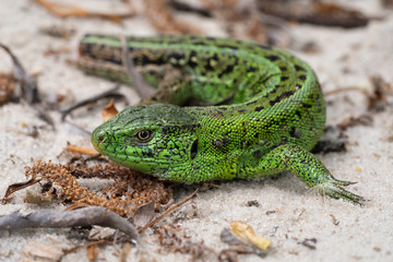 The sand lizard (Lacerta agilis), male.  A lizard that has lost its tail.