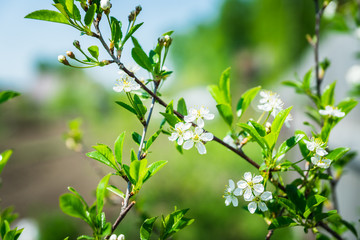 Blooming plum tree in the garden. Selective focus.