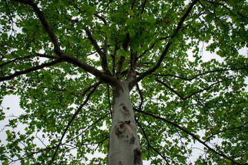 Fototapeta premium tree in the park