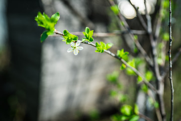 Blooming plum tree in the garden. Selective focus.