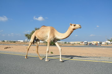 camel in road