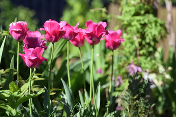 Bright sunny colorful tulips at garden