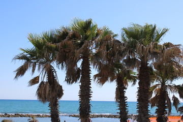 palm trees on beach with a view of blue sea water 