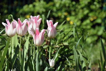 Bright sunny colorful tulips at garden