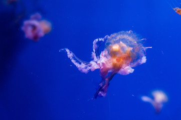 jellyfish swims in blue water