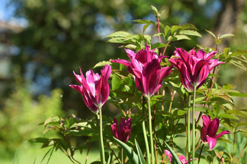 Bright sunny colorful tulips at garden