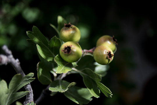 azerole fruits ripening in June