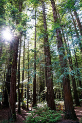 the vast redwood trees grows as high as 300 feet tall at Whakarewarewa, New Zealand