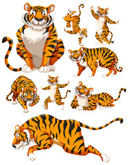 Fototapeta na wymiar Set of tiger character