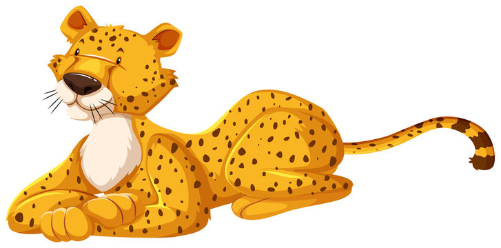 Cute cheetah laying down