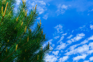 Pine tree with sprouts of new branches on a background of bright blue sky