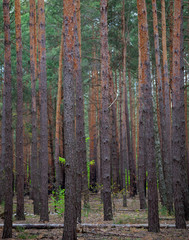 Dense pine forest. Trunks of ship pines. Tall conifers. Forest of Carpathian mountains. Background of trees. Pattern. Natural landscape. Beautiful brown tree.