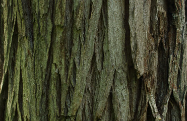 Obraz premium Wood bark texture. Part of a tree in daylight. Tree and its structure bark texture