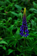 The purple lupinus shot close-up on a background of blurred garden greenery. Vertical photo for your design.