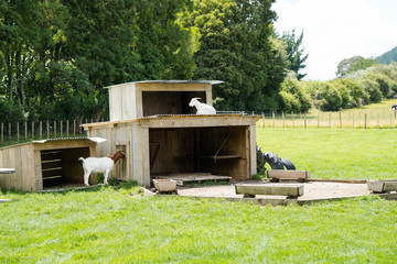goats resting in their loafing shed