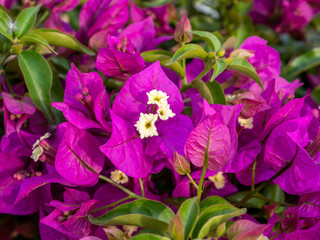 detail of pink bougainvillea flowers with blurred background