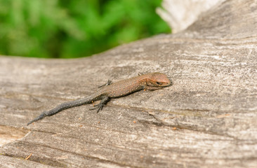 Naklejka na ściany i meble One young viviparous lizard (Zootoca vivipara) is hunting on the old log in cloudy weather.