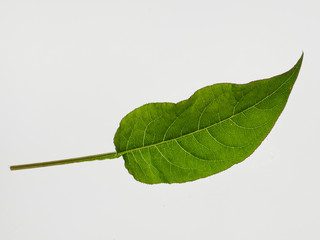 Obraz premium Knöterichblatt