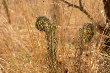 Dry grass in the wind