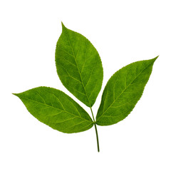 Fototapeta premium Pimpernussblatt