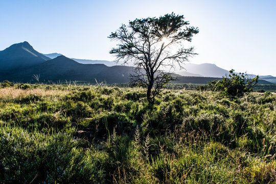 Early morning glow over arid Karoo scrubveld