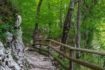 Forest, Slovenia, Triglav National Park
