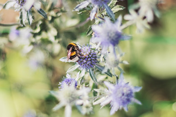 Bumblebee on the colors of purple color, beautiful bokeh. Closeup