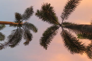 Palm tress in the afternoon